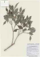 藏品(細脈赤楠)的圖片